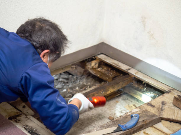 Best Mold Damage Repair  in Syosset, NY