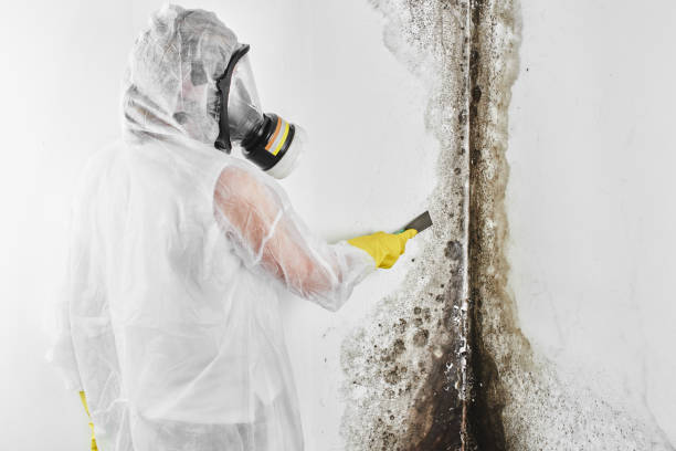 Professional Mold Removal in Syosset, NY